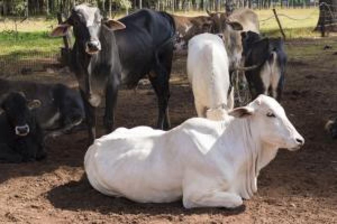 Watch video: Jodhpur family keeps cow as pet, it plays on their bed