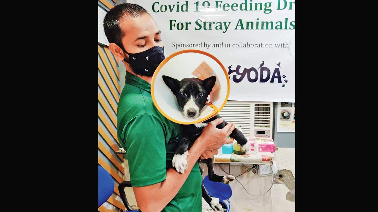 Woof, what an idea