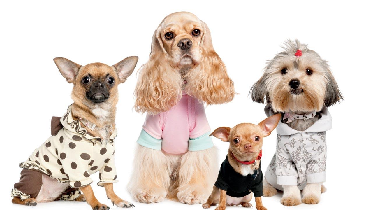 Four-legged fun on Carter Road