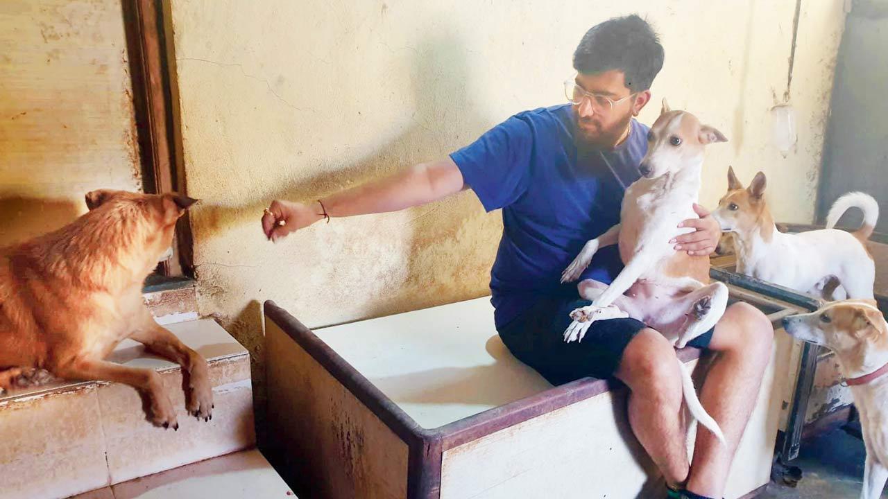 Society versus pet feeders: Mumbai's never-ending story 