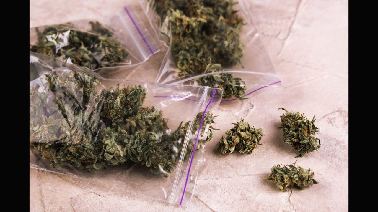 Maharashtra: Marijuana worth Rs 18.43 lakh hidden in plant saplings seized in Jalna, 2 held