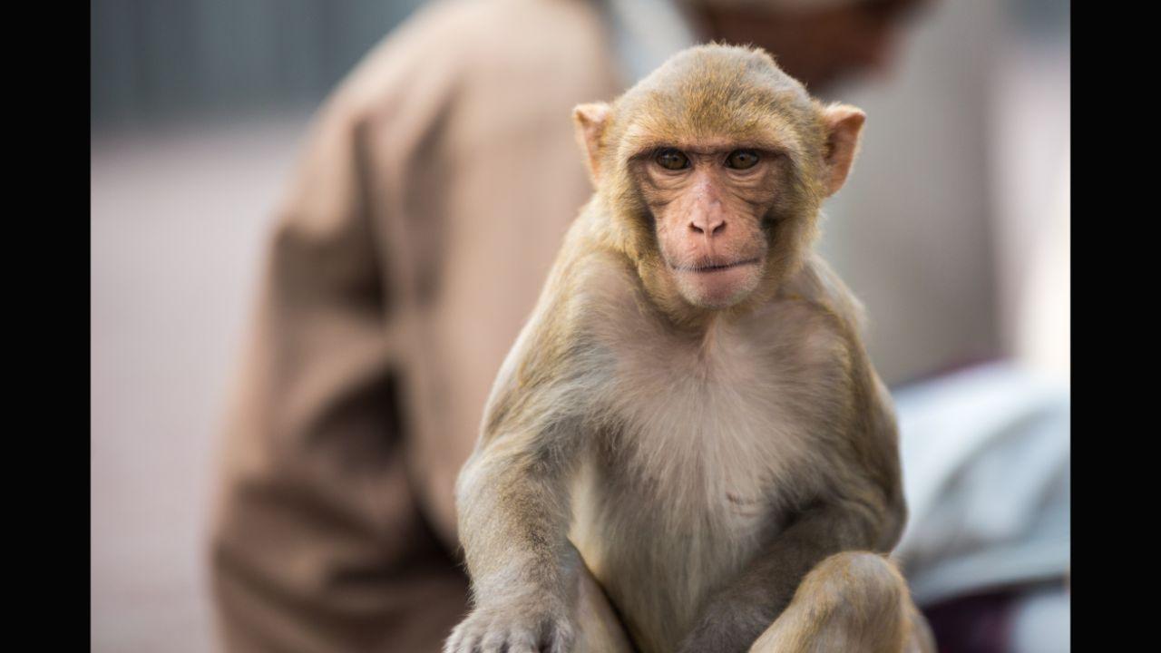 Why are monkeys of this Maharashtra village killing puppies?