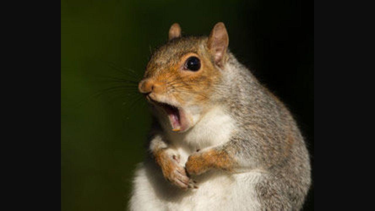 UK: 'Psycho' squirrel's two-day Christmas rampage injures 18