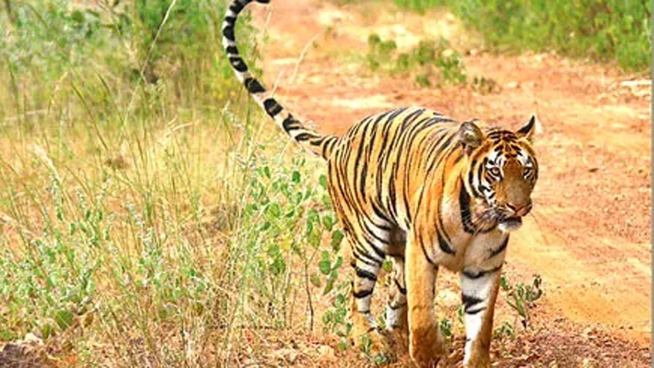 Now, a tiger spotted at Tilari Conservation Reserve