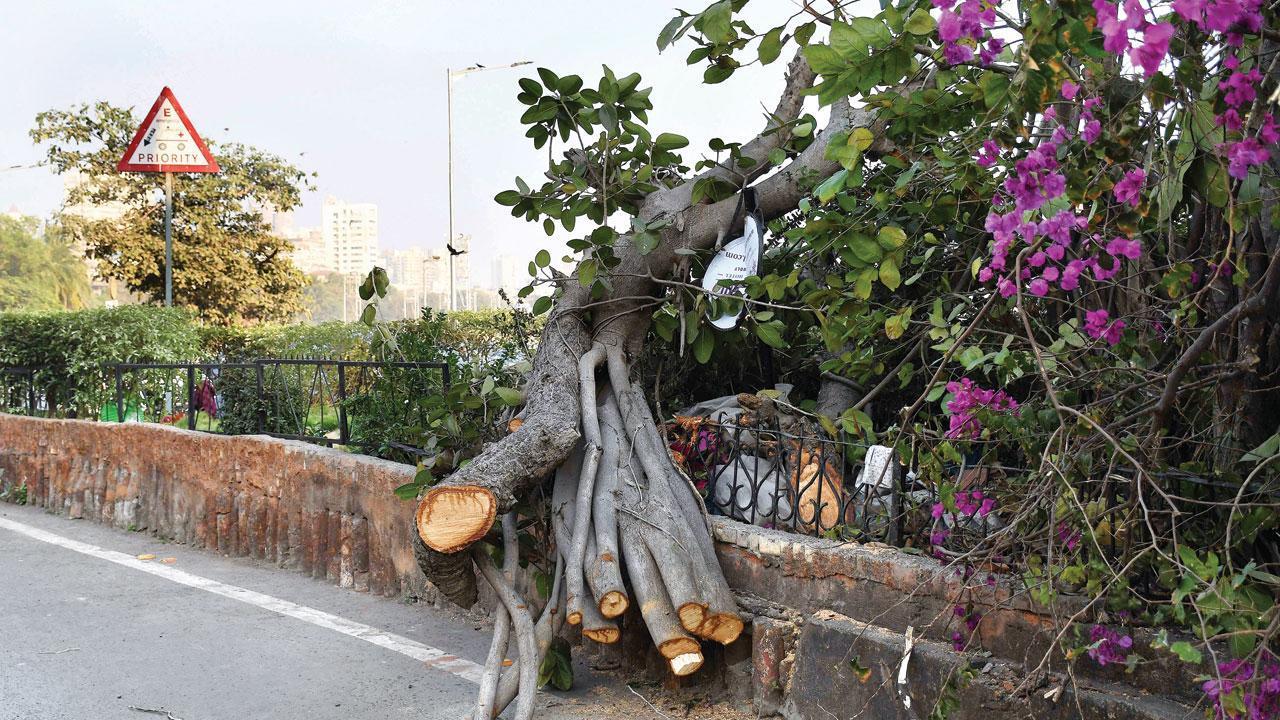 Mumbai: 4 arrested for axing Banyan tree in Girgaon Chowpatty