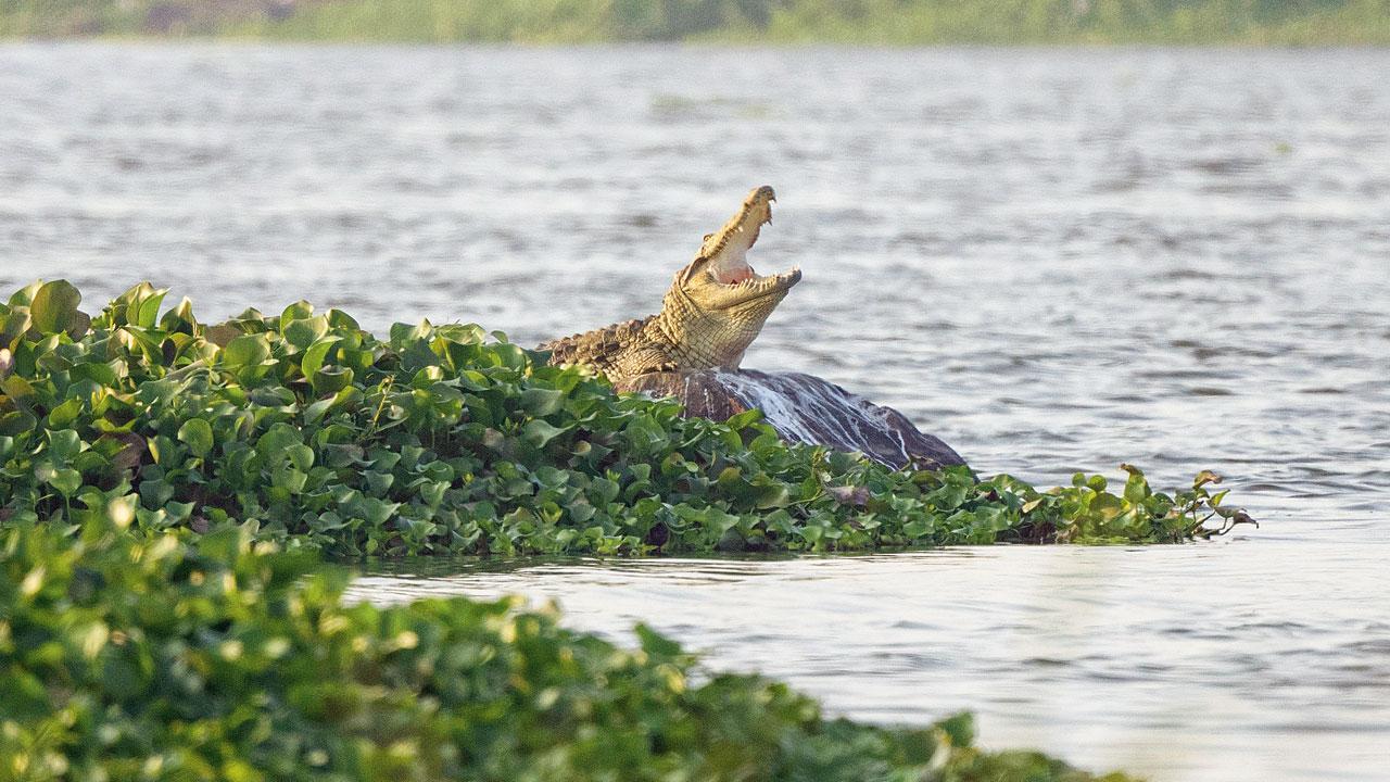 Meet Powai Lake’s wild residents