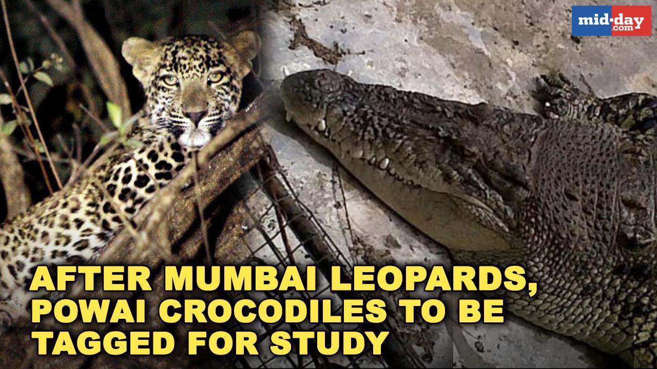 After Mumbai leopards, Powai crocodiles to be tagged for study