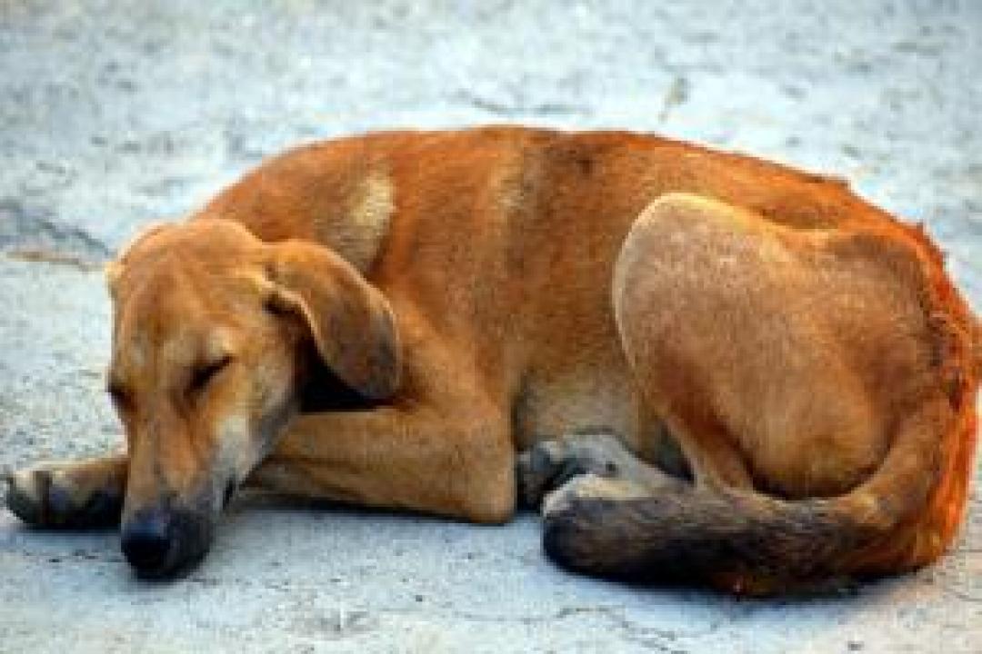 A deadly virus called Parvo has infected dogs in Kanpur