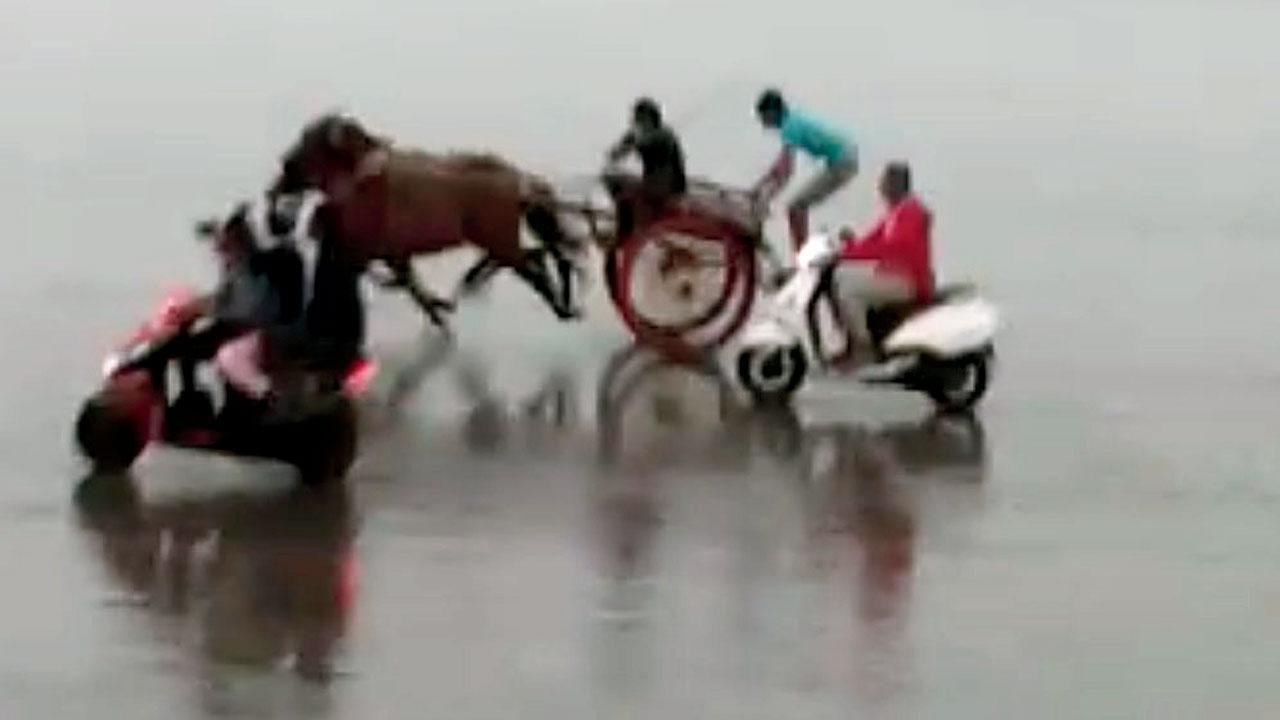Mumbai Gorai Cops Bring Illegal Horse Cart Racing To Halt India horse race sab race ki live line mein bhav milega. mumbai gorai cops bring illegal horse