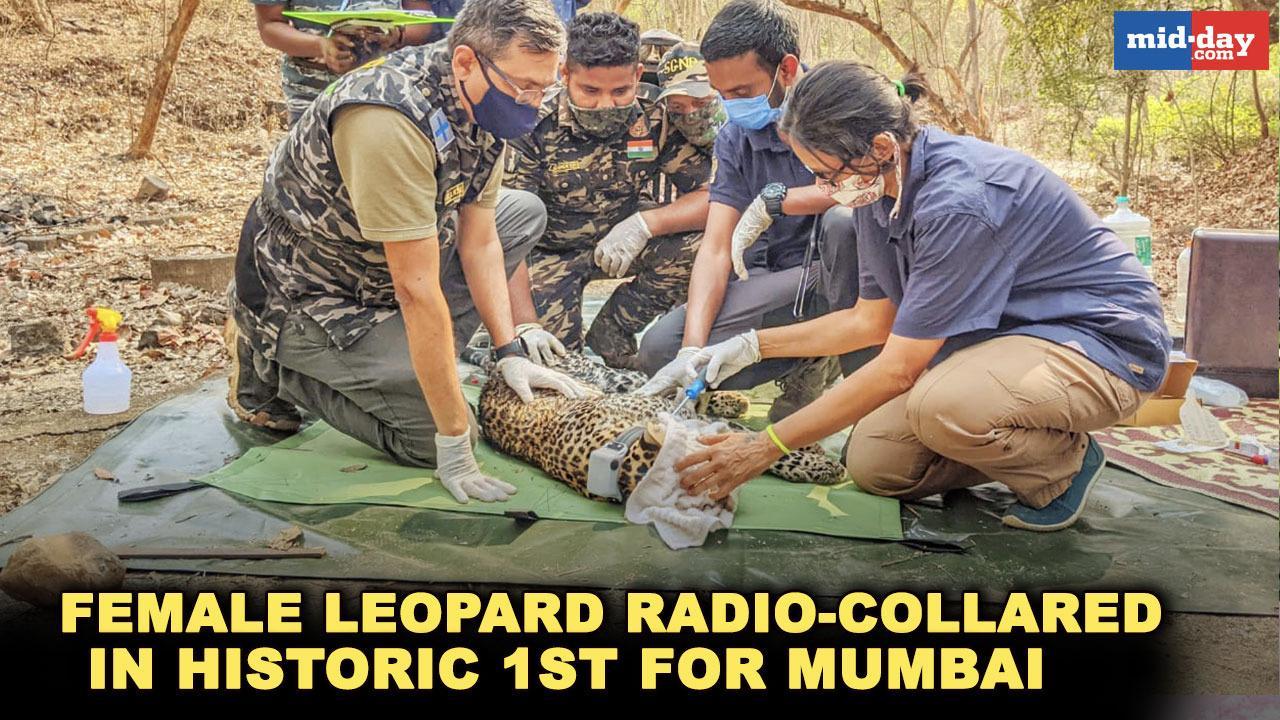 Female leopard radio-collared for the first time in Mumbai's history