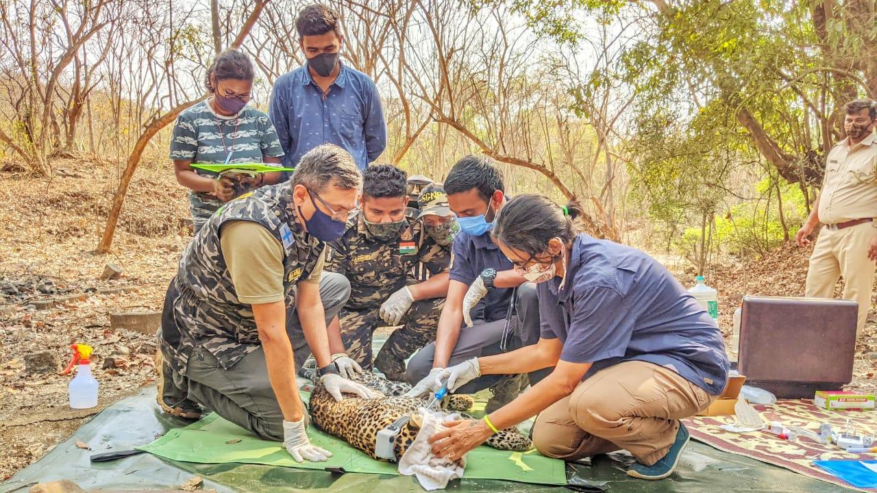 Mumbai: Female leopard 'Savitri' radio collared at Sanjay Gandhi National Park