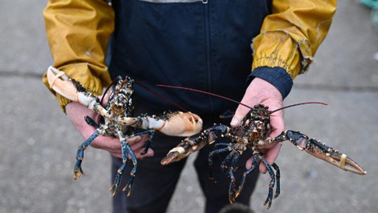 Viral picture of rare yellow lobster caught by fisherman leaves netizens amazed