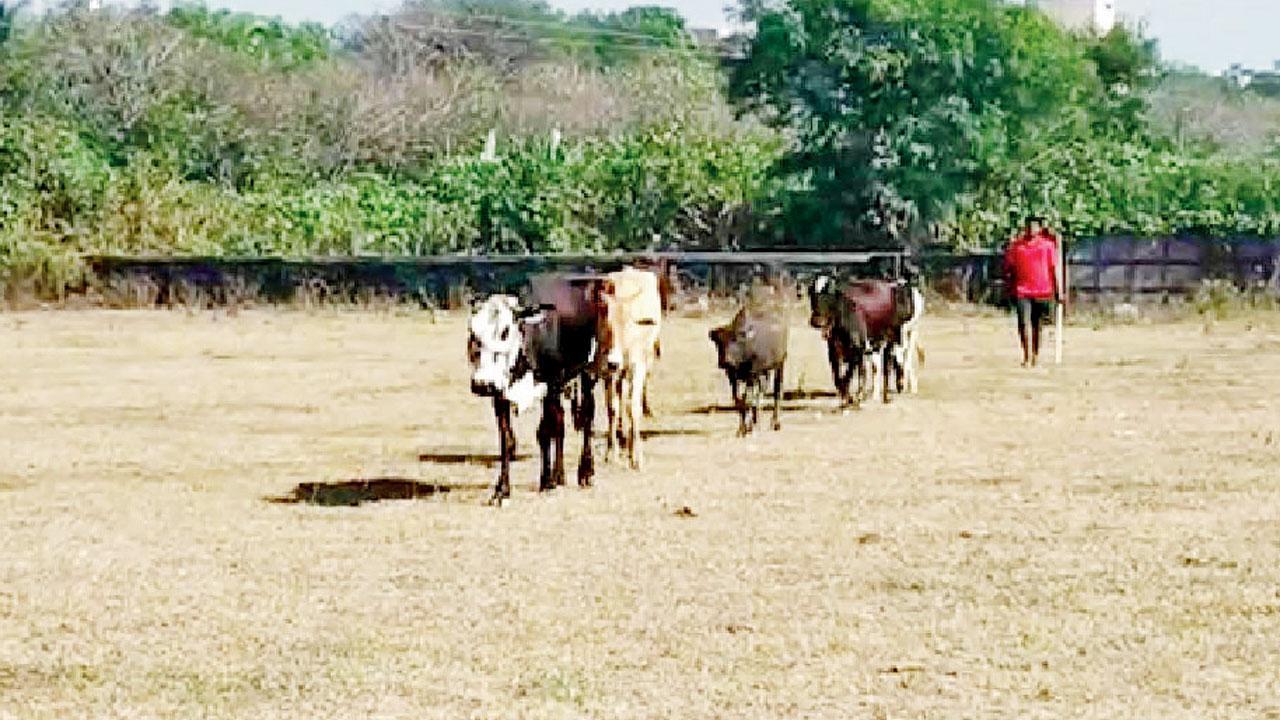 Cattle grazing at Mumbai University campus raises security concern