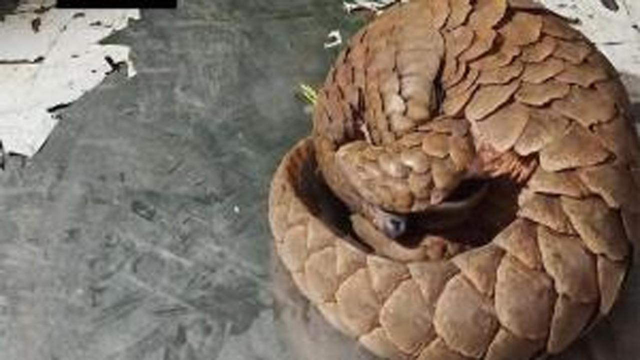 Maharashtra: Three held for possession on pangolin in Raigad district