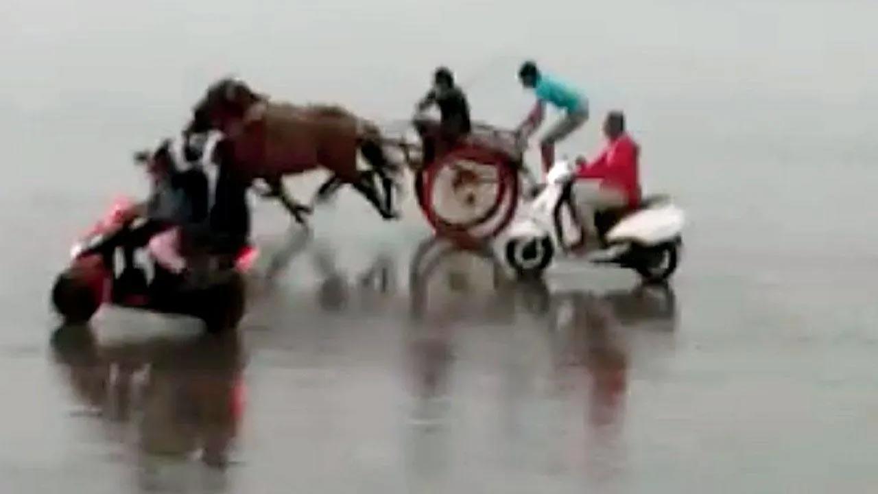 Remove The Rot That Perpetrates Horse Cart Races A compilation of warm up session and then 1600m horse race taking place at mahalaxmi race course in mumbai with tall. rot that perpetrates horse cart races