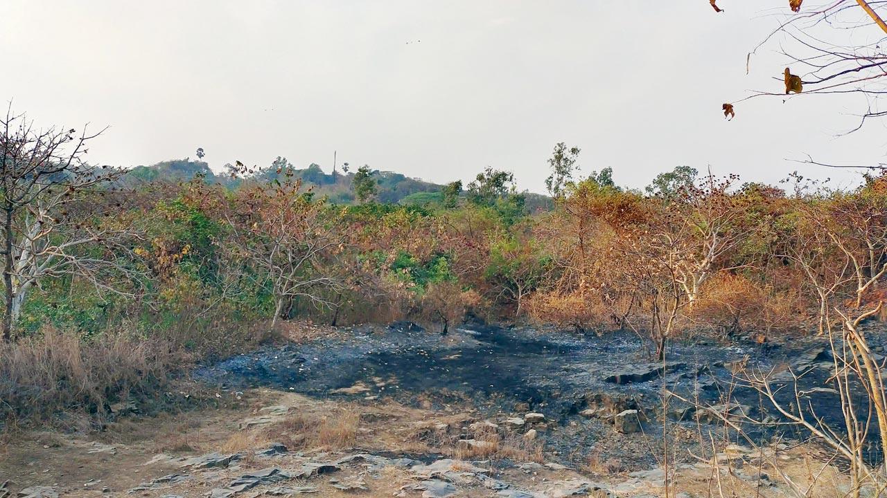 Mumbai: Land mafia setting Aarey vegetation on fire, allege locals; beg them to stop