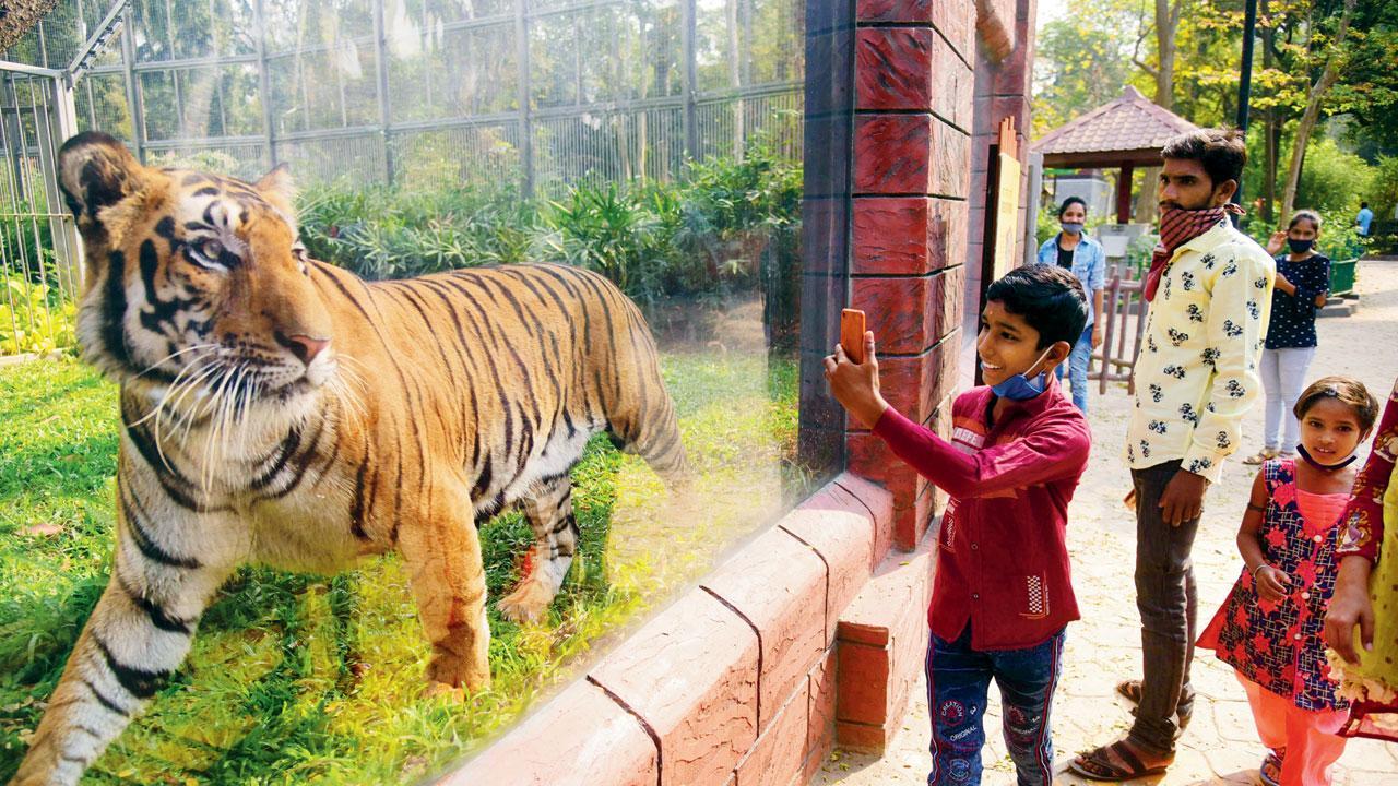 Mumbai: Shakti and Karishma steal the show on Day 1 as Byculla zoo reopens