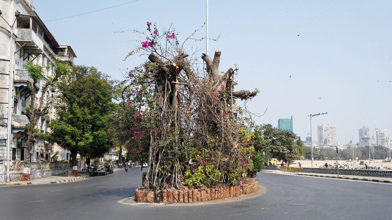 Mumbai: Girgaum banyan tree could have been saved, says city arborist