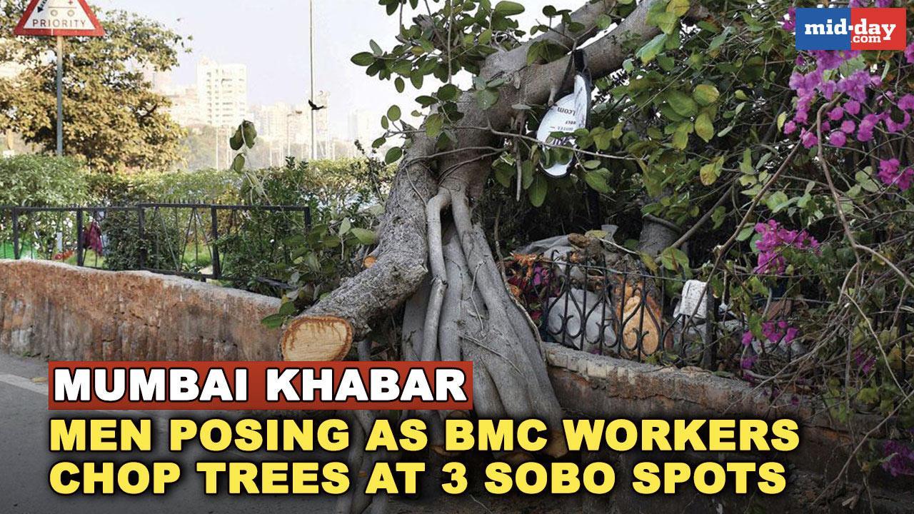 Mumbai Khabar: Men posing as BMC workers chop trees at 3 South Mumbai spots