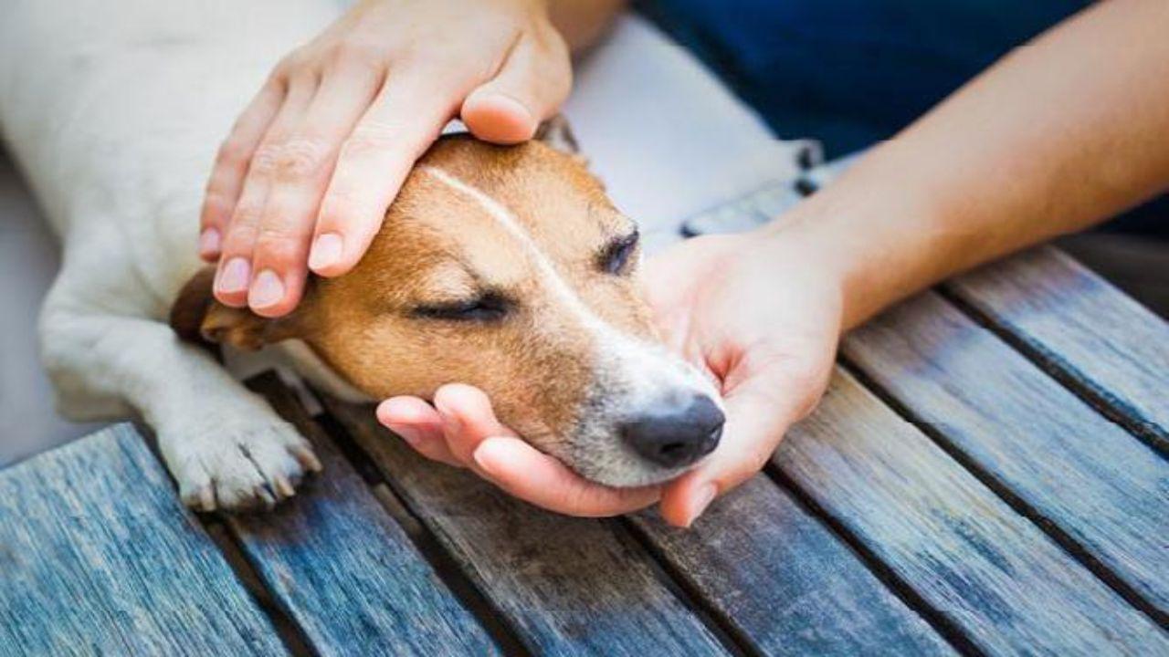 Can dogs detect COVID-19 with more accuracy?
