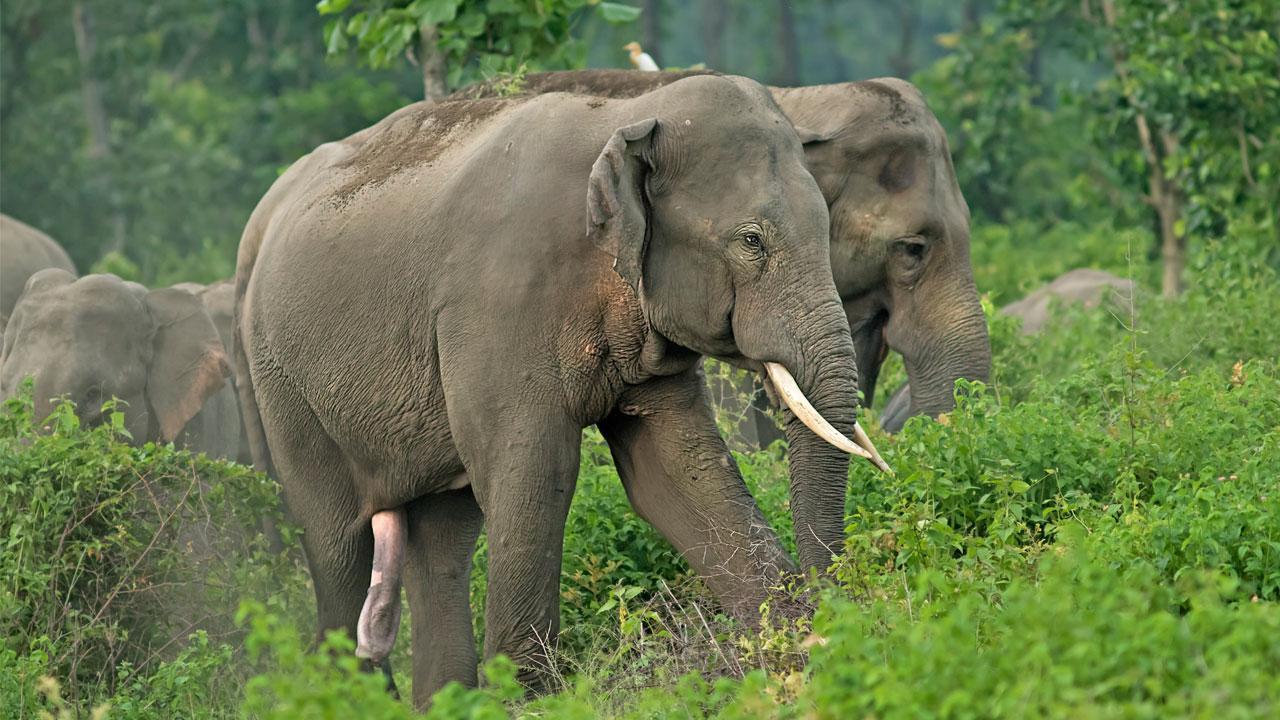 Two elephants killed after being hit by goods train in Odisha
