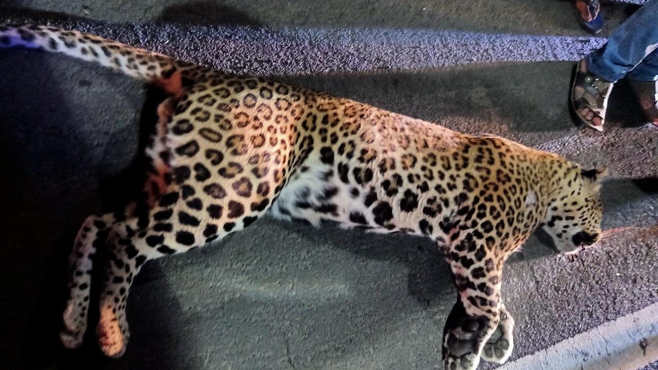 Maharashtra: Leopard killed after being hit by speeding vehicle in Palghar