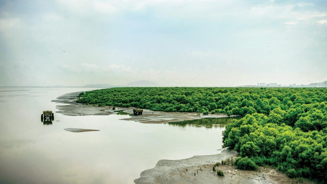 Mumbai: Three years on, JNPT to hand over 900 hectares of mangrove land