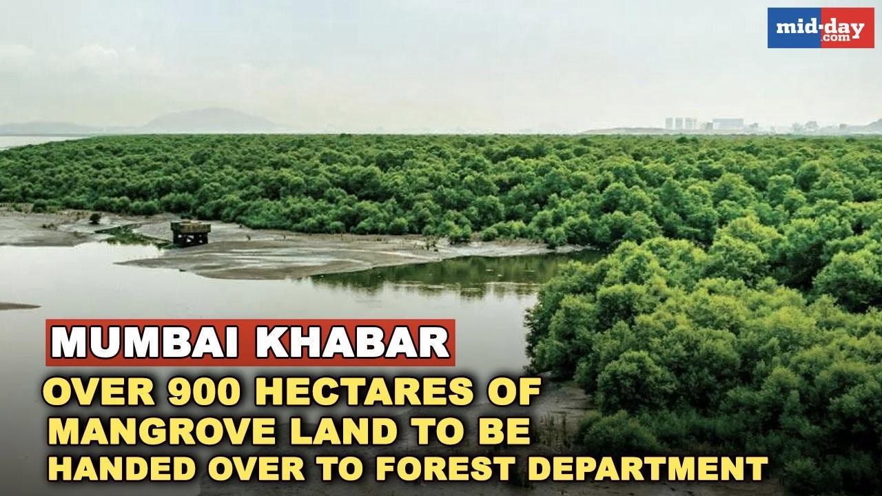 Mumbai Khabar: 900 hectares of mangrove land to be handed over to Forest Dept