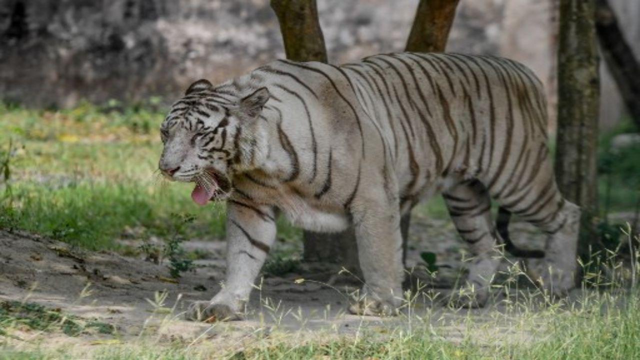 Study suggests habitat loss is leading to inbreeding of Indian tigers
