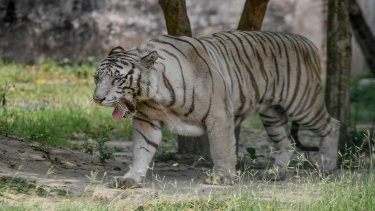 Maharashtra: Tiger's carcass found in Tadoba Andhari reserve
