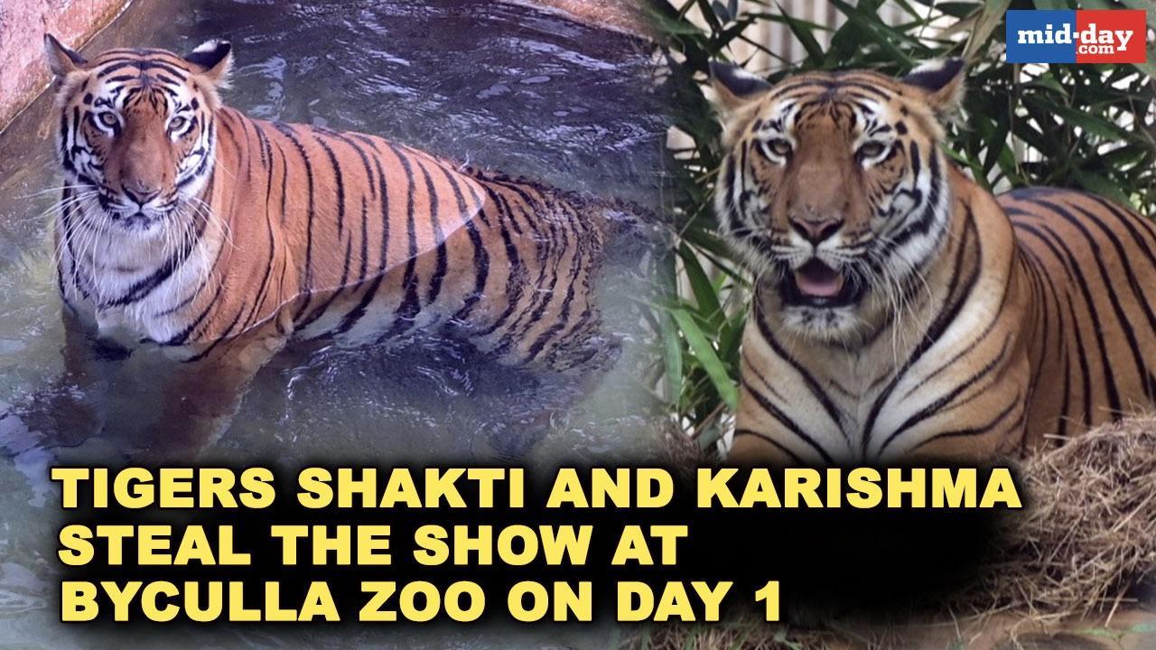 Tigers Shakti and Karishma steal the show at Byculla Zoo on Day 1