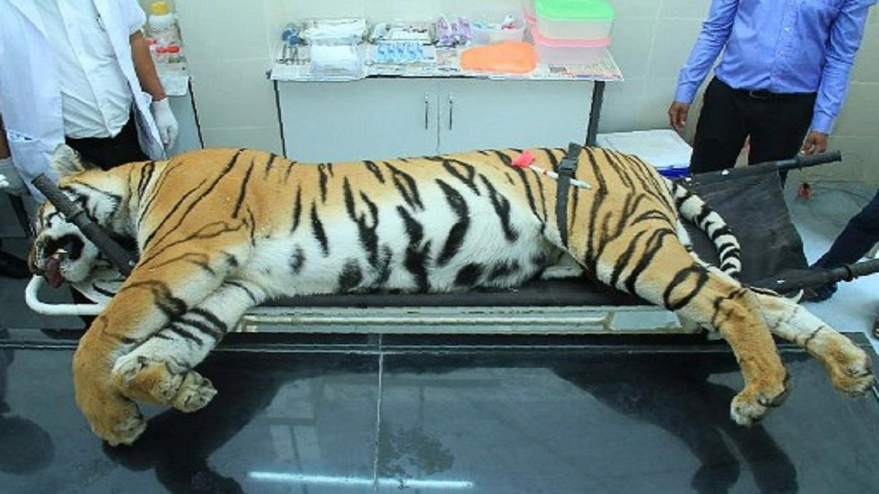 SC closes contempt case against Maharashtra officials for rewarding killers of 'man-eater' tigress Avni
