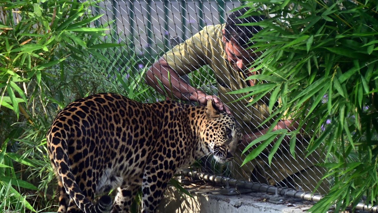 Mid-day photographer Bipin Kokate captured amazing shots of big cats at Mumbai's popular Veer Mata Jijabai Bhosale Udyan and Zoo, also known as Byculla Zoo.
In picture: Animal keeper Amol Shinde pets leopards Drogen and Pinto.