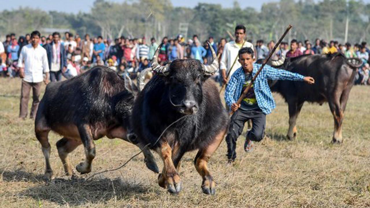 Wild buffalo kills man in Assam, angry mob sets forest office on fire