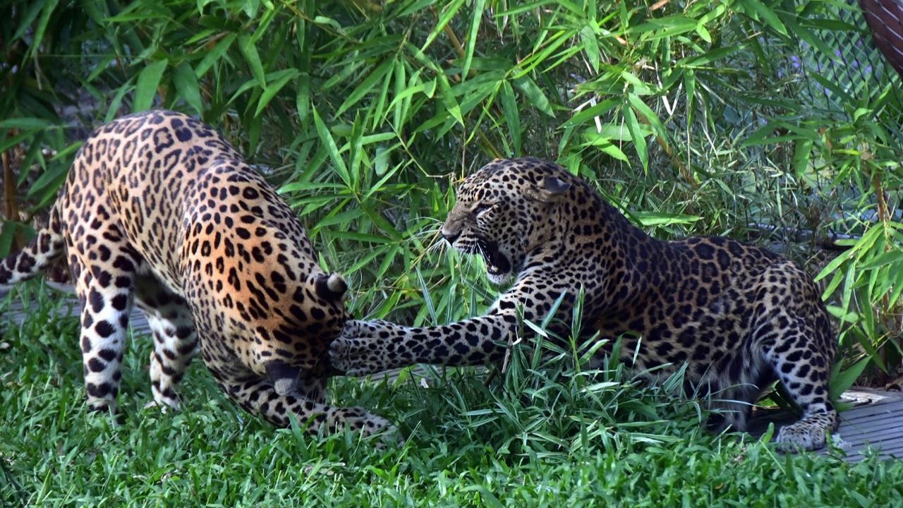 Leopards Drogen and Pinto in their enclosure in Byculla zoo