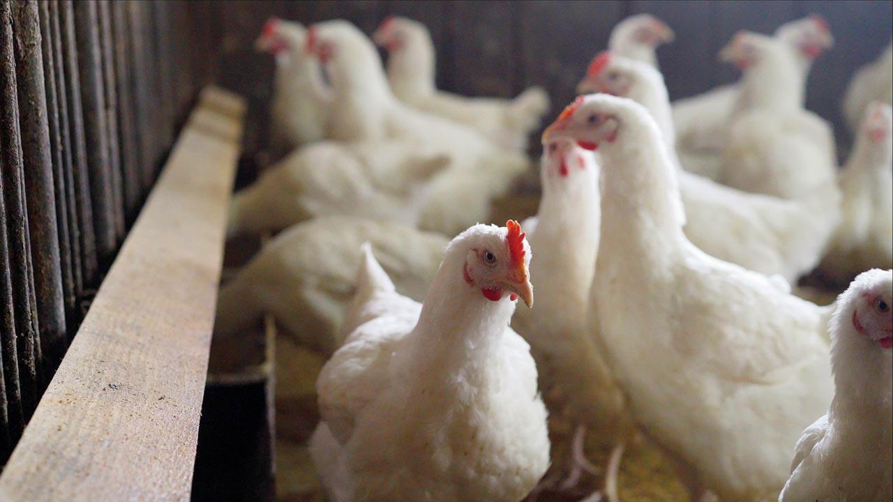 Peacocks found dead in Maharashtra's Beed test positive for bird flu