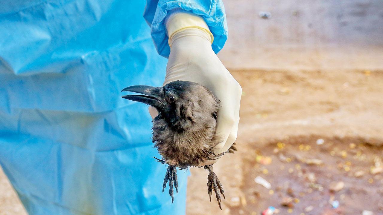 No bird flu in Maharashtra yet, says state government