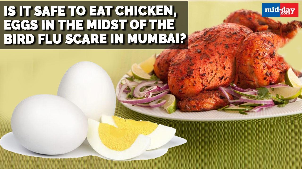 Is it safe to eat chicken, eggs amidst the bird flu scare in Mumbai?