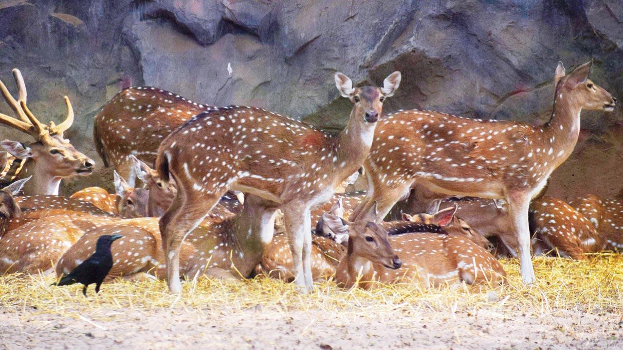 Born to be  watched?