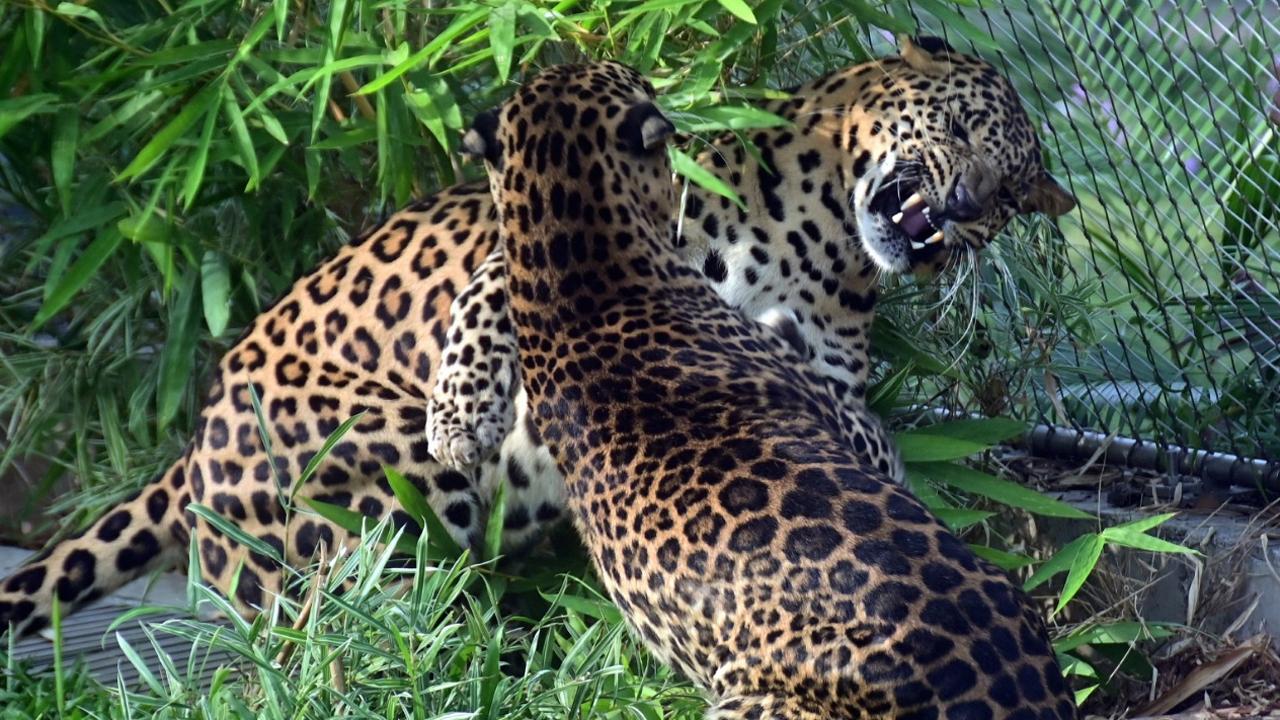 A friendly duel? Leopards Drogen and Pinto get into a playful mood