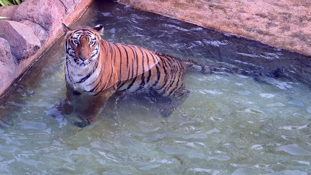 A Royal Bengal tiger cools off in a water body at Veermata Jijabai Bhosale Udyan.