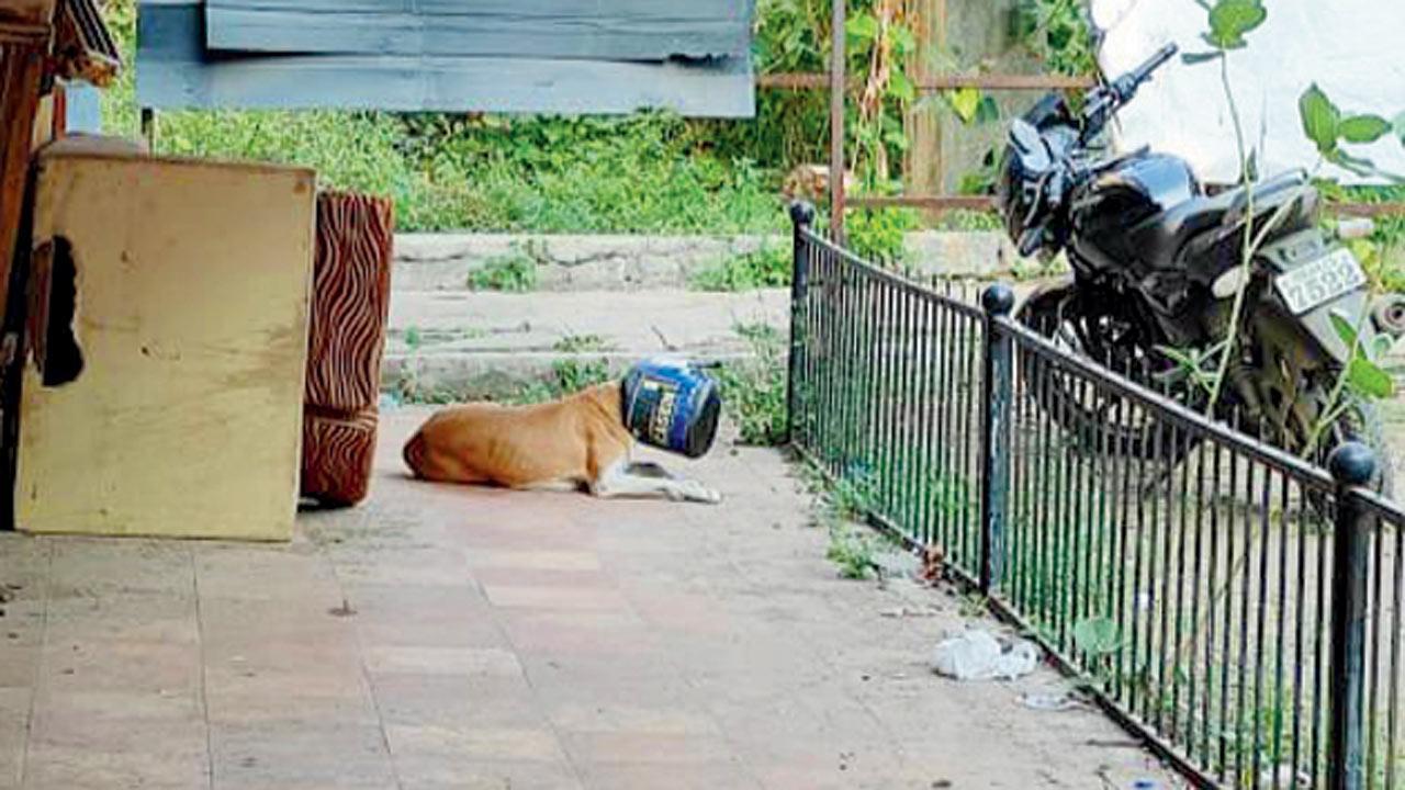 Face stuck in jar, dog roamed about hungry for six days