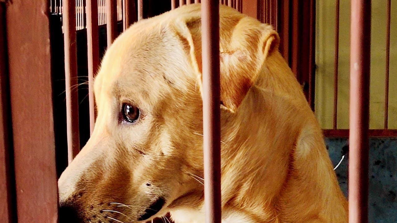 Salaam to our stray superheroes