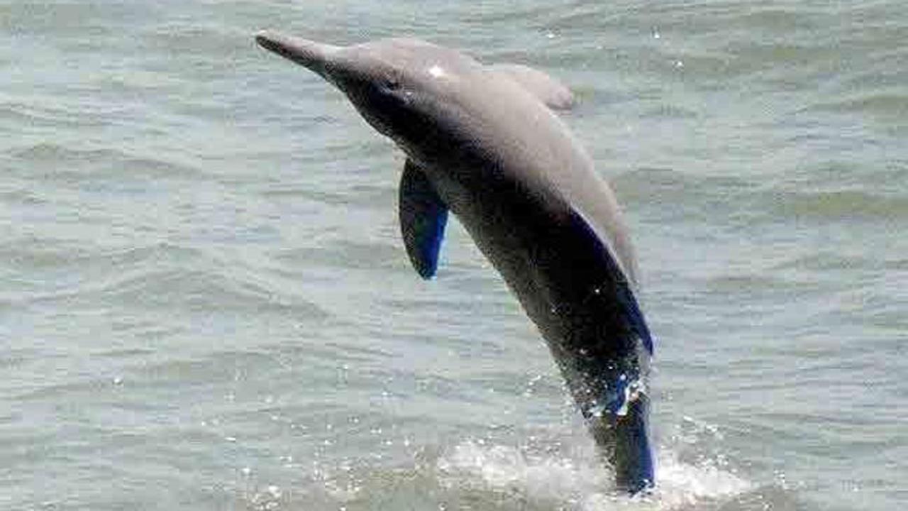 Dolphin beaten to death in Uttar Pradesh canal