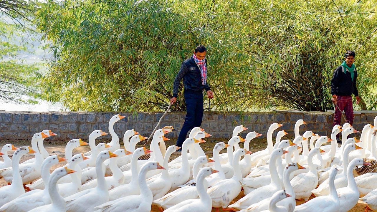 Let knowledge be your weapon against bird flu