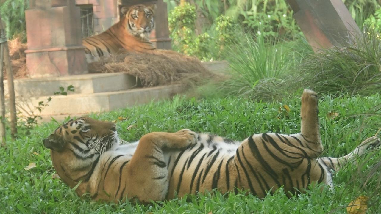 Besides leopards, even tigers were seen relaxing in the zoo.
In picture: Royal Bengal tiger Shakti and tigress Karishma in their enclosure at Veermata Jijabai Bhosale Udyan.