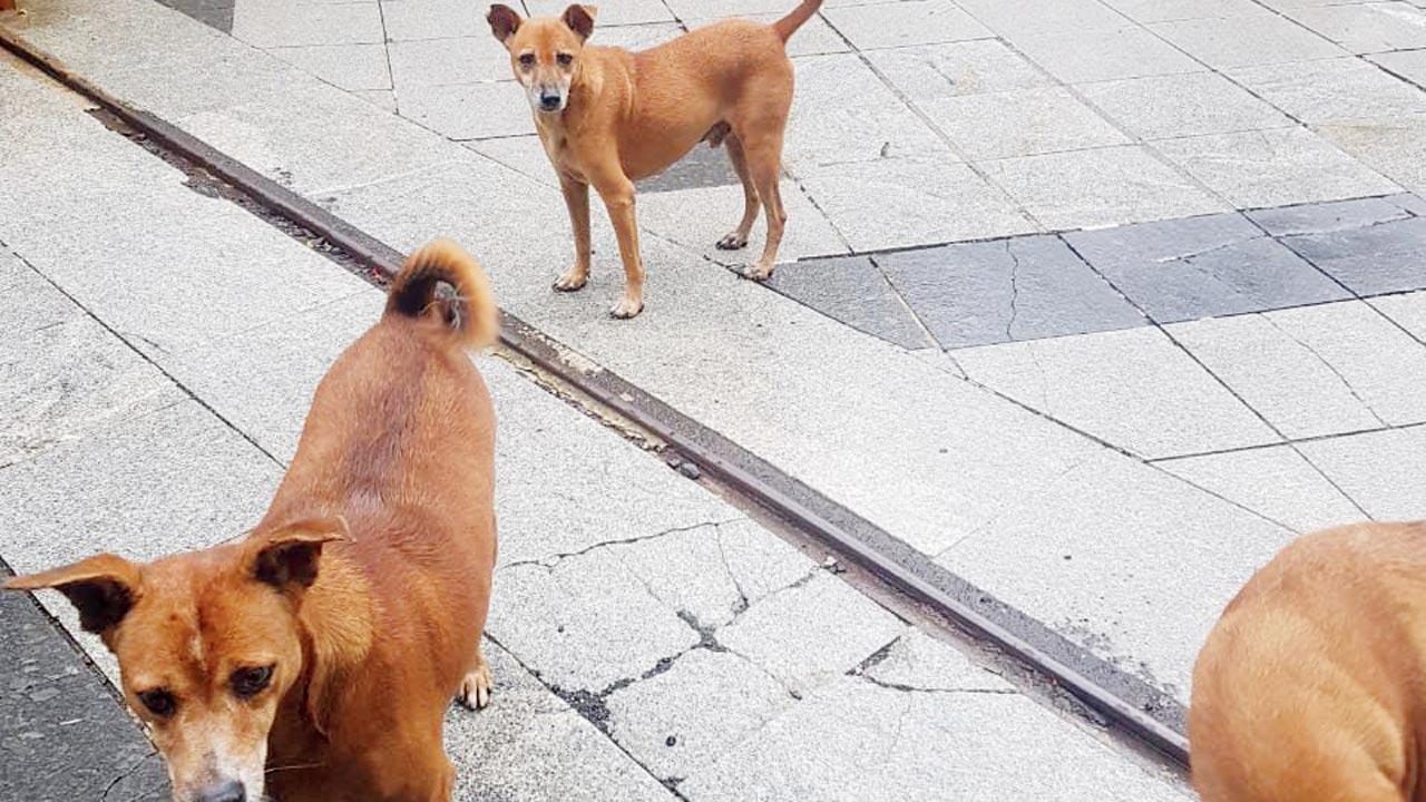 Mumbai Crime: Film producer accused of dumping injured dog to die Locals fondly called the female dog Motu