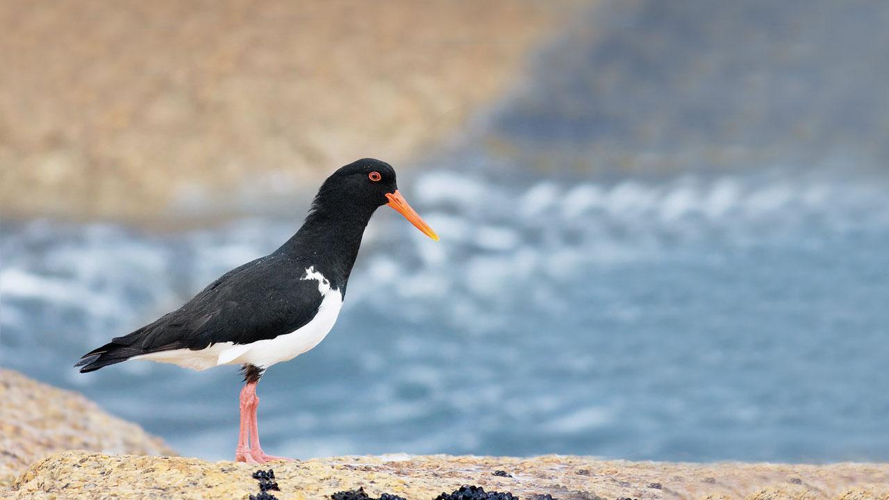 A birdwatcher's guide for Mumbai's winter