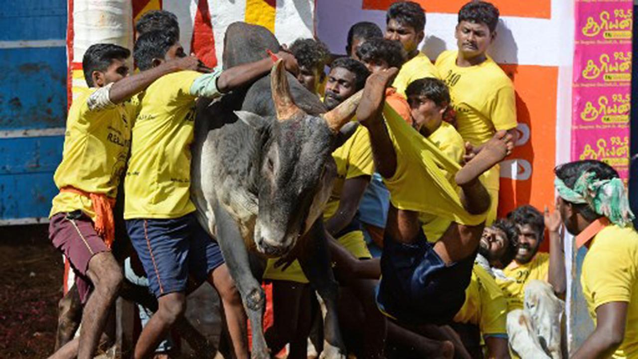 Over 50 doctors, PETA sound COVID-19 alert on 'Jallikattu'