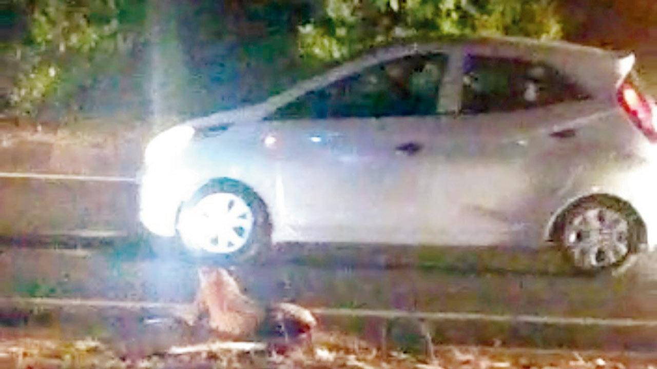 Speeding vehicle leaves leopard hurt on national highway